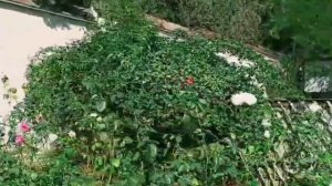 Утренняя прогулка по территории санатория Славутич г.Алушта-3 корпус.Октябрь 2023г.