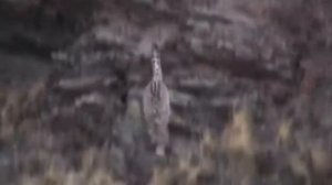 Снежный барс охотится на козлёнка