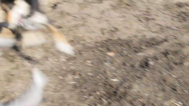 ХАСКИ АРЧИ/ БИТВА ТИТАНОВ/ ХАСКИ ПРОТИВ ДВОРНЯГИ. смотреть онлайн