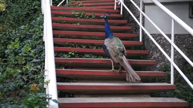 А вы слышали как упоительно поют павлины? ;))) смотреть онлайн