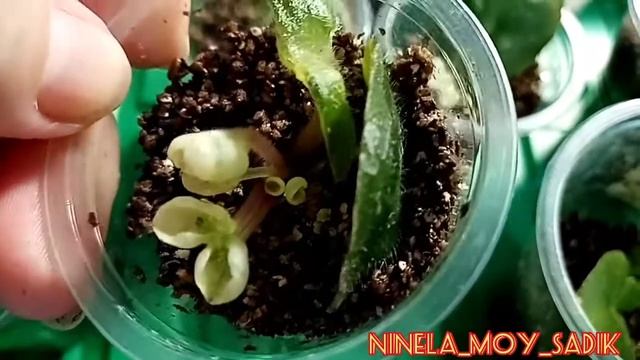 Детки фиалок в вермикулите, результаты укоренения. смотреть онлайн