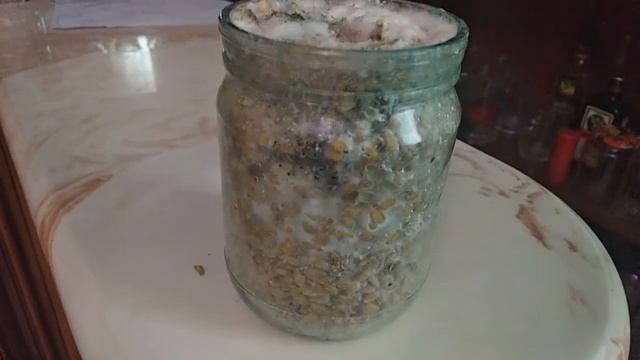 Мицелий вешенки, зимнего опенка, ежевика коралловидного