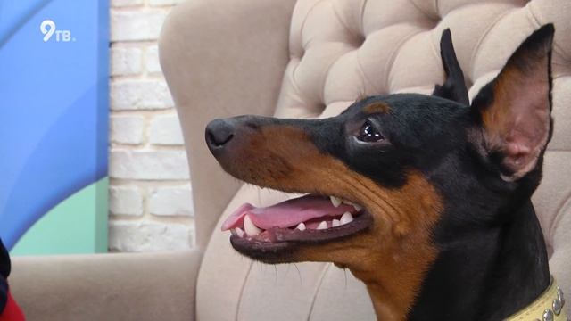 Цвергпинчер - это маленький доберман? смотреть онлайн