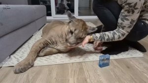 Запах духов свёл Месси с ума!