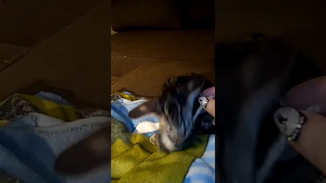 Ррры смотреть онлайн