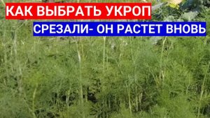 ОДИН РАЗ ПОСЕЯЛИ ЭТОТ УКРОП -  ТЕПЕРЬ ЗАМУЧИЛИСЬ СОБИРАТЬ УРОЖАЙ. ПОВТОРНО СРЕЗОЧНЫЕ СОРТА УКРОПА