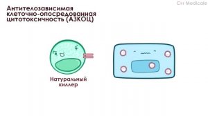 Антитела: IgA, IgG, IgD, IgE и IgM - кратко | Иммунология