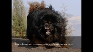 САМАЯ БОЛЬШАЯ СОБАКА В МИРЕ? 80+кг