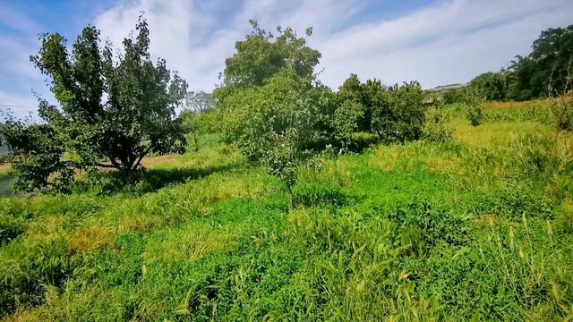 173 Переезд с севера на юг из города в деревню / 5 июня утро / Планы на день / Купили дом на юге