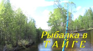 Рыбалка в Тайге на реке БОЛЬШАЯ ОМУТНАЯ в Амурской области.