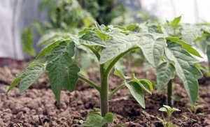 КАК ПРАВИЛЬНО ВЫСАЖИВАТЬ РАССАДУ ТОМАТОВ В ТЕПЛИЦУ.ЧТО ПОЛОЖИТЬ В ЛУНКУ ПРИ ПОСАДКЕ.