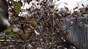 Результат прививки груши на яблоне.