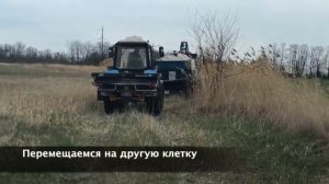 Сульфат аммония на пшенице. Вторая подкормка