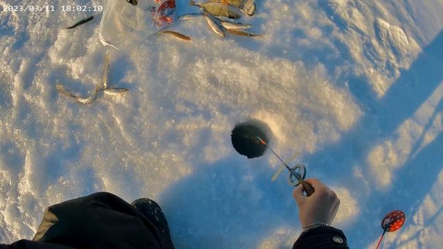 Рыбалка на ельца. 12.03.23 #2 смотреть онлайн