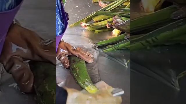 Сutting aloe vera