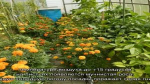 Болезни бархатцев — почему сохнут листья
