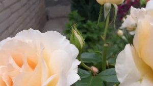 Роза Чандос бьюти/Chandos Beauty