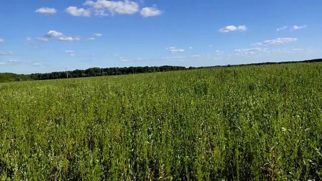 Колесниковы вывели на эмоции! //Света приходит с предъявами// Обзор видео// смотреть онлайн