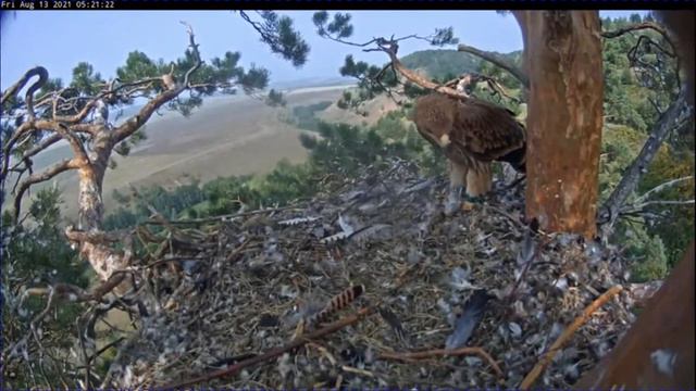 Солнечный орёл в Татарстане — прилёт Алтынай и Айдара в гнездо 13 08 2021 смотреть онлайн