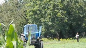 Покос люцерки роторной косилкой,трактор МТЗ-80