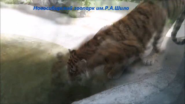 Тигр Максимус подошёл со всеми поздороваться 11.06.2021 смотреть онлайн