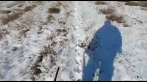 2022 ГОД 20 ФЕВРАЛЯ ОХОТА НА ЗАЙЦА В ЗАБАЙКАЛЬСКОМ КРАЕ