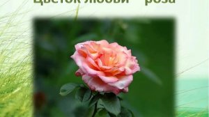 Легенды о цветах