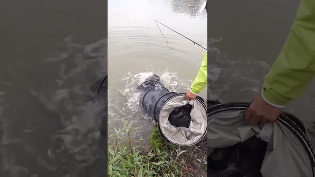 【鄧剛釣魚】釣了幾十斤草魚，老闆娘直呼血虧，最後說換一只土雞她又喜笑顏開【天元邓刚】