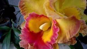 ЦВЕТЁТ КАТТЛЕЯ CHOMTHONG FANCY FIREBALL(НЕОБЫЧНЫЙ ОГНЕННЫЙ ШАР)