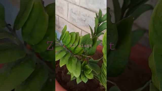 Zanzibar gem/ ZZ plant/ eternity plant/ emerald palm||Zamioculcas zamiifolia||F-Araceae||Jodhpur🌿