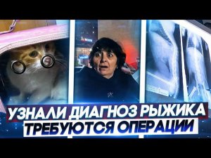 Узнали ДИАГНОЗ Рыжика Нужны операции. Закупаю корма для моих подопечных. Перевозим вещи...