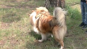 выяснялки колли и шелти