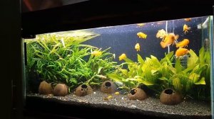 Кормление сомов перевертышей сухим кормом.