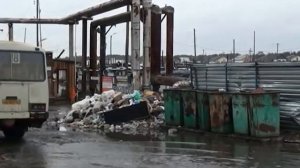 16 04 15 Куда пожаловаться на бездомных собак