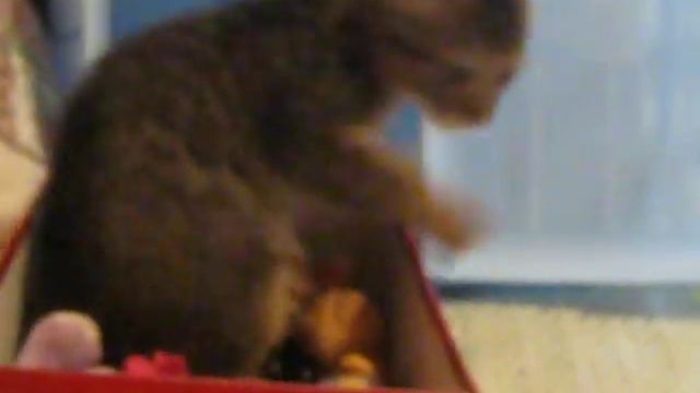 ТИМУР 11 ОДИН ДОМА смотреть онлайн