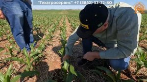 Посещение полей кукурузы, технология No-Till в Бразилии. Проблемы, ошибки, причины.