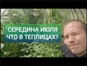 СЕРЕДИНА ИЮЛЯ _ ЧТО растёт В МОИХ теплицах.mp4