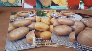 Картофель из семян можно посеять в 2 срока.