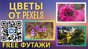 Красивые цветы от Pexels для ваших видеороликов