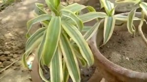 449,,,Dracaena reflexa ||Song of india plant care by shamma garden .