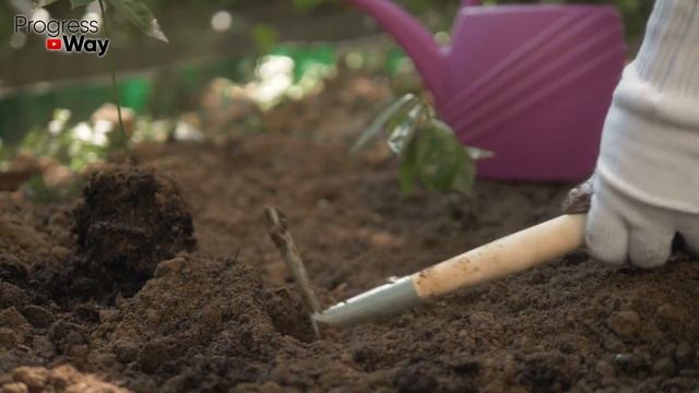 Это Средство Лечит Землю. Если Вы Все Перепробовали Но Земля Заражена Грибками Попробуйте Формалин. смотреть онлайн