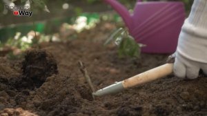 Это Средство Лечит Землю. Если Вы Все Перепробовали Но Земля Заражена Грибками Попробуйте Формалин.