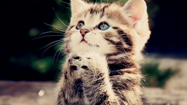 Котики -пушистики!!!!!!!