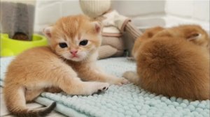 ? 21 день милым золотым котятам _ Мимишные британские котята_ Малыши карандаши ?.mp4