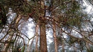 Санаторий Ислочь. Отдых в Белоруси.