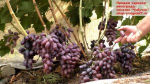 Виноград   Эталон раньше созревает  чем Байконур, а вид, вкус и размеры не хуже Байконура.