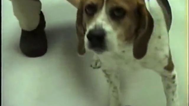 Reverse Sneeze in a dog смотреть онлайн