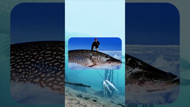 НОВЫЙ МИРОВОЙ РЕКОРД. 67 лет держался рекорд по щуке. смотреть онлайн