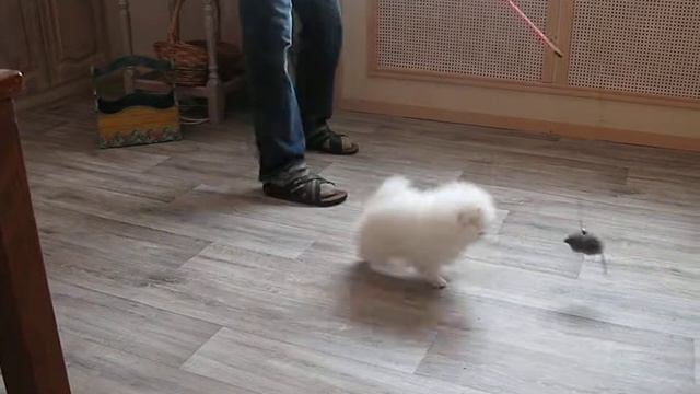 Мальчик белого шпица 2 мес смотреть онлайн