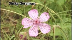 Wild Flowers of Central Idaho